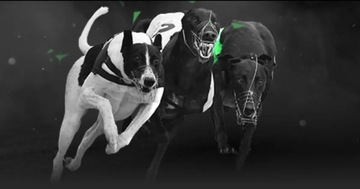 斯图加特,横扫多特蒙,轮巅峰对决,8波体育首页,即时比分,比分直播,足球比分直播,8波官网